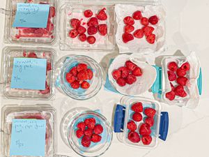 Overhead view of raspberry storage tests