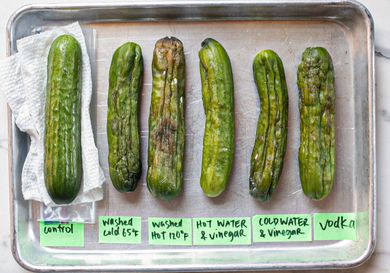 Comparison of six cucumbers showing different storage treatments labeled as control washed cold washed hot hot with vinegar cold with vinegar and vodka