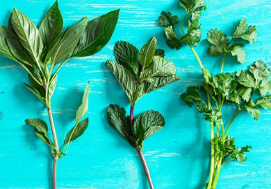 Fresh herbs displayed on a turquoise background