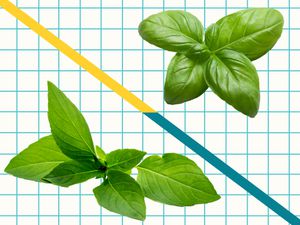 Thai Basil vs Italian Basil